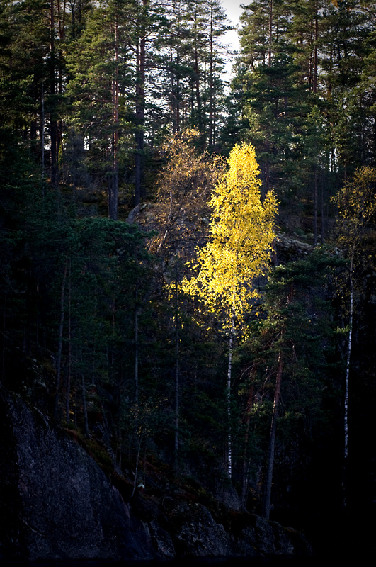 Koivu1 small.jpg - Koivu jessevalossa